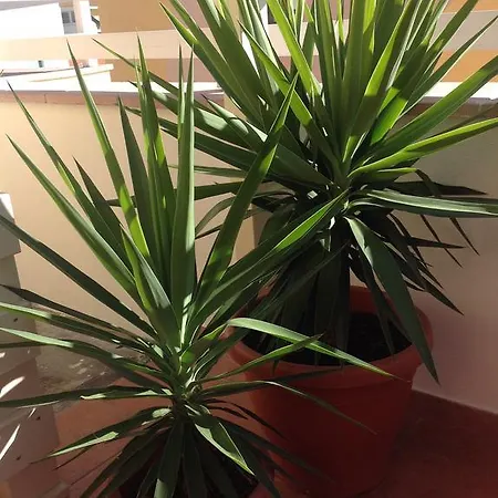 Villamari Appartement Alghero